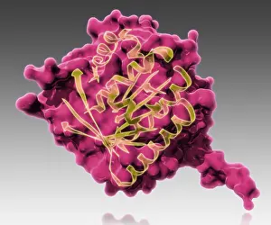Genetics Prints: BRCA2, Molecular Model