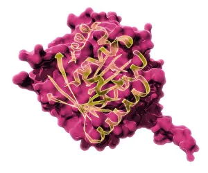 Genetics Prints: BRCA2, Molecular Model