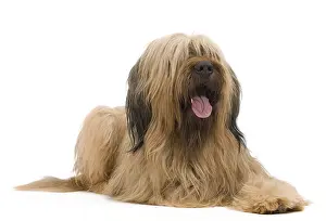 Studio Prints: Briard Sheepdog