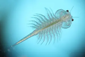Arthropod Prints: Brine shrimp