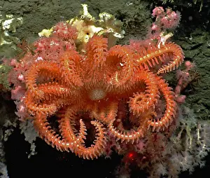 Echinoderm Prints: Brisingid Seastar in Hydrographer Canyon