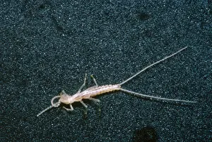 Tail Prints: 'Bristle-tail', a rare cave invertebrate