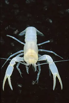 Albino Prints: Bristly Cave Crayfish