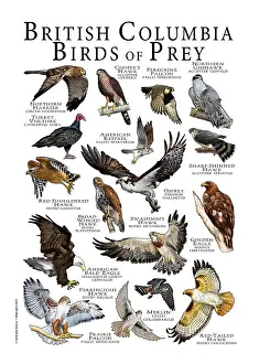 Field Prints: British Columbia Birds of Prey