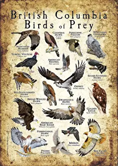 Animals Prints: British Columbia Birds of Prey