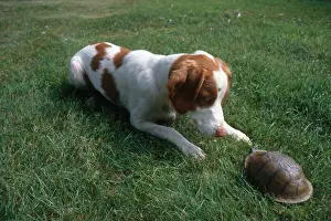 Bred Prints: Brittany Spaniel and Box Turtle