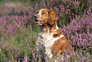 Field Prints: Brittany Spaniel or Breton Spaniel In Heather
