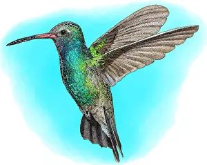 Birds Prints: Broad-billed Hummingbird, Illustration
