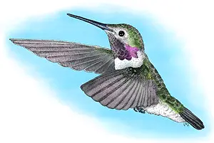 Birds Prints: Broad-Tailed Hummingbird