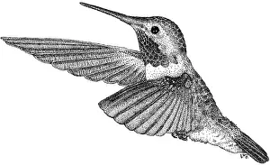 Animals Prints: Broad Tailed Hummingbird