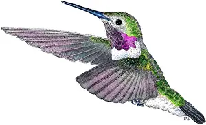Animals Prints: Broad-tailed Hummingbird