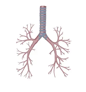 Tubes Prints: Bronchus