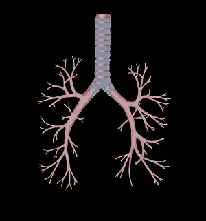 Medical Prints: Bronchus