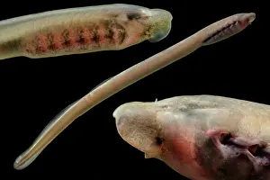 Lamprey Prints: Least Brook Lamprey (Lampetra aepyptera)