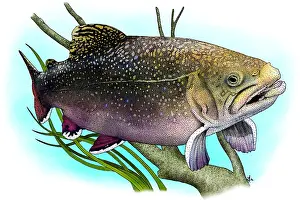 Sport Prints: Brook Trout