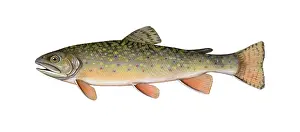 Freshwater Prints: Brook Trout