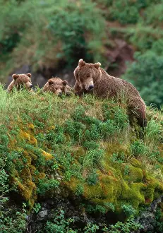 Fauna Prints: Brown Bear