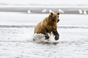 : Brown Bear Chasing Salmon