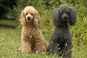 Dogs Prints: A Brown and a Black Poodle Sitting in the Grass, Two Dogs