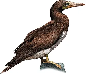 Brown Prints: Brown booby