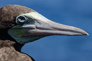 Biological Prints: Brown Booby (Sula leucogaster)