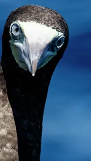 Island Prints: Brown Booby (Sula leucogaster)