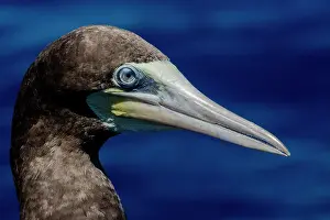 Island Prints: Brown Booby (Sula leucogaster)