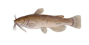 Brown Prints: Brown Bullhead