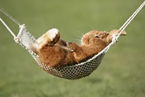 Studio Prints: Brown Bunny Rabbit Relaxing In A Hammock
