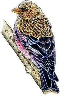 Passerine Prints: Brown-Capped Rosy Finch