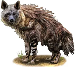 Brown Prints: Brown Hyena