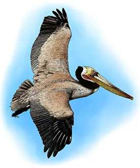 Brown Prints: Brown Pelican