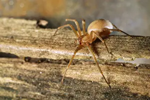 Brown Recluse (Loxosceles reclusa)