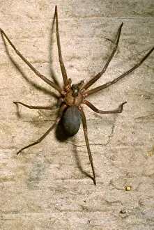 Arthropod Prints: Brown Recluse Spider