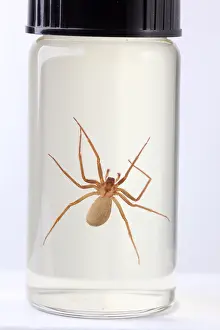 Dangerous Prints: Brown Recluse Spider