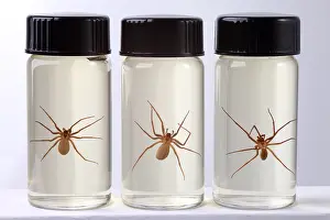 Dangerous Prints: Brown Recluse Spider