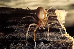 Toxic Prints: Brown Recluse or Violin Spider