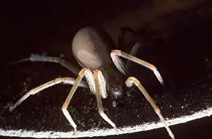 Dangerous Prints: Brown Recluse or Violin Spider
