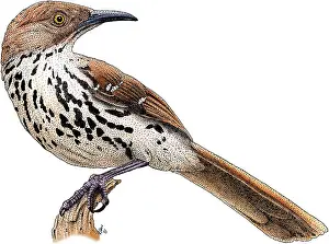 Brown Prints: Brown Thrasher
