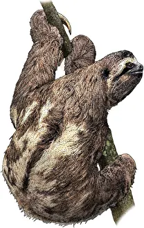 Sloth Prints: Brown Throated Sloth