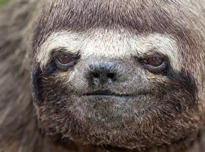 Sloth Prints: Brown-throated Three-toed Sloth