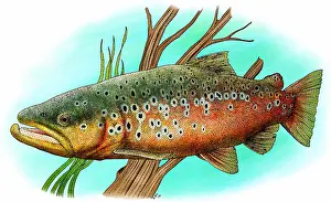 Introduced Prints: Brown trout