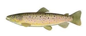 Brown Prints: Brown Trout