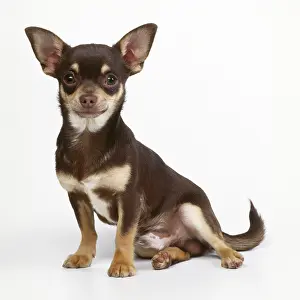 Studio Prints: Brown and White Short Haired Chihuahua Dog