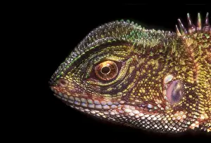 2005 Prints: Brown Wood Lizard