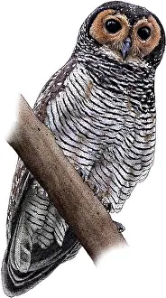 Brown Prints: Brown wood owl