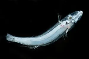 Predatory Prints: Brownsnout Spookfish (Dolichopteryx longipes)