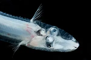 Predator Prints: Brownsnout Spookfish (Dolichopteryx longipes)