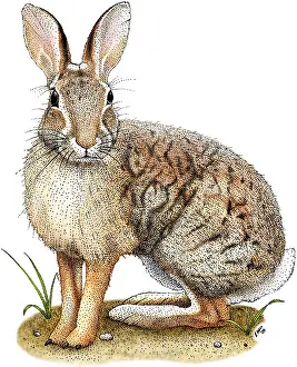 Rabbit Prints: Brush Rabbit