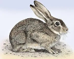 Rabbit Prints: Brush Rabbit